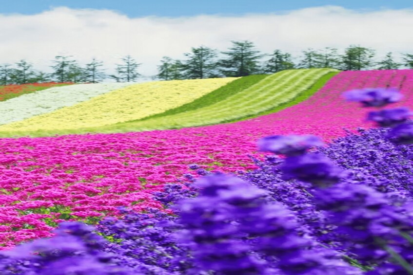 Picture 7 for Activity Furano & Biei: Flower Fields, Alpacas, Melon Treats 2