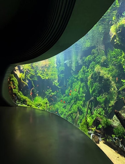 An aquarium with a variety of fish and lush aquatic plants. 2