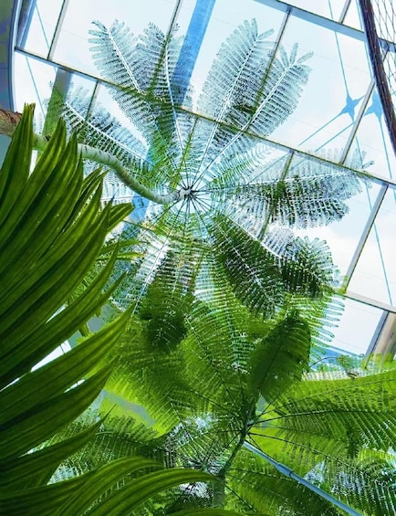 A large indoor fern plant with a glass ceiling above. 3