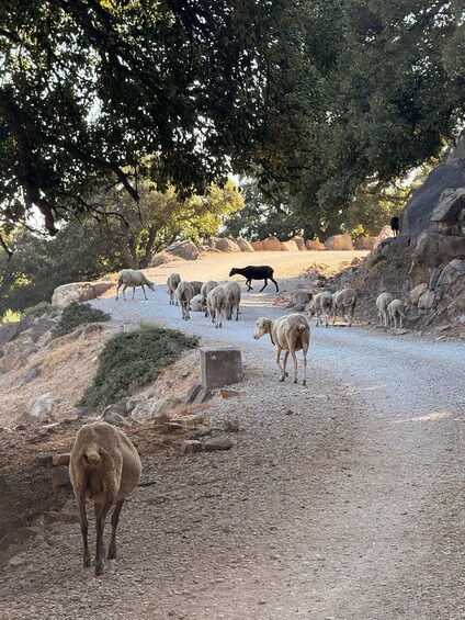 Picture 6 for Activity Fee: Guided E-Bike Route to the Alcornocales Natural Park Pools 4