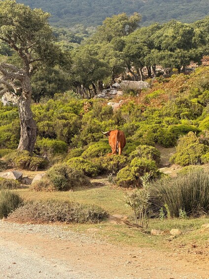 Picture 4 for Activity Fee: Guided E-Bike Route to the Alcornocales Natural Park Pools 2