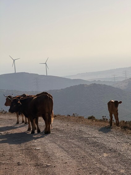Picture 1 for Activity Fee: Guided E-Bike Route to the Alcornocales Natural Park Pools 5