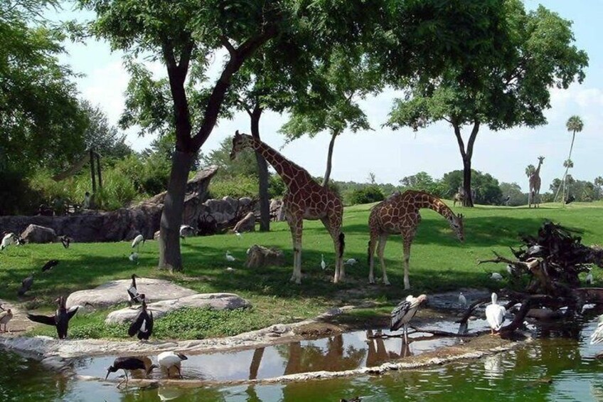 Africano Park Safari Family Friendly Animal Adventure 3