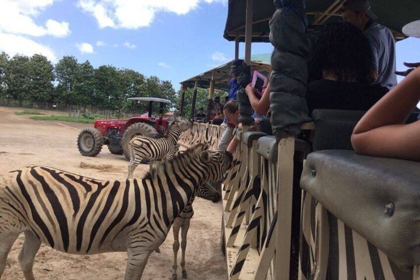 Africano Park Safari Family Friendly Animal Adventure 5