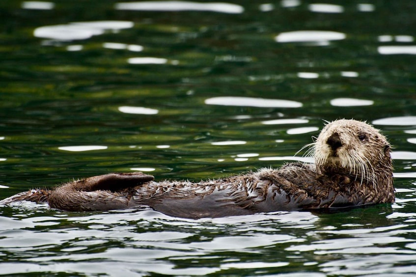 Picture 3 for Activity Homer, Alaska: Touring Kachemak Bay Tour 2