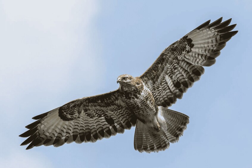 Picture 3 for Activity Cannonville: Falconry Immersive Show 2