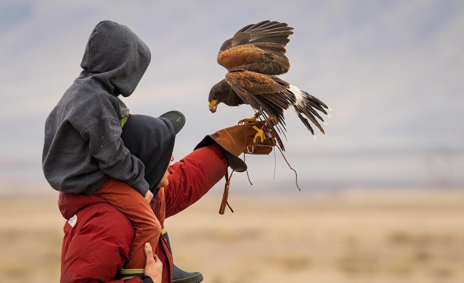 Cannonville: Falconry Immersive Show 1