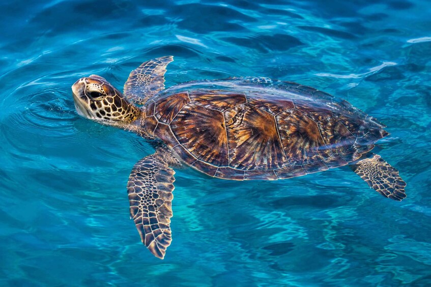 A sea turtle swimming in clear blue water. 1