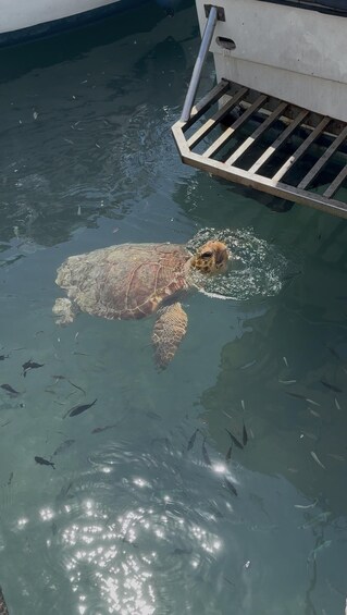 A sea turtle swimming in a pool with a metal grate and water plants. 4