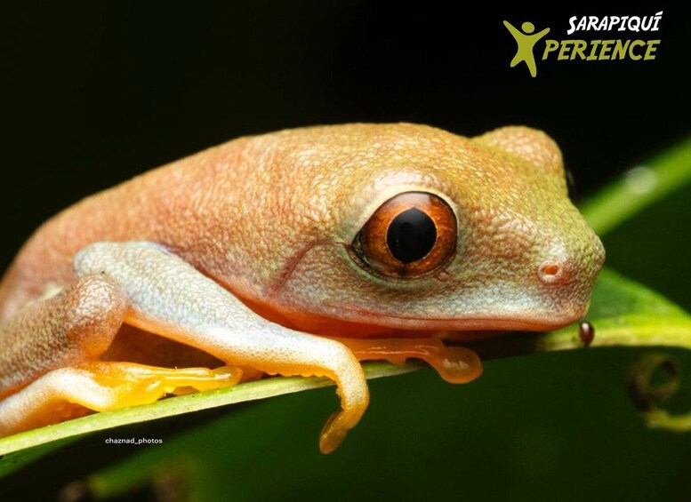 Picture 2 for Activity Sarapiquí: Rainforest Frog Conservation Tour 5