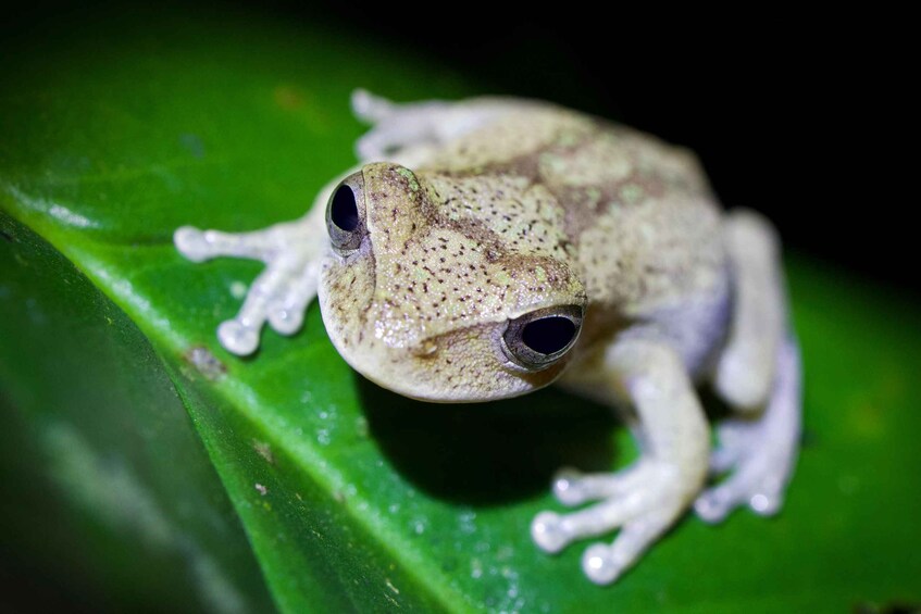 Picture 13 for Activity Sarapiquí: Rainforest Frog Conservation Tour 4