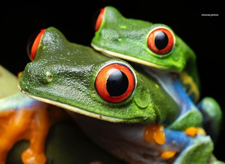 Sarapiquí: Rainforest Frog Conservation Tour 1