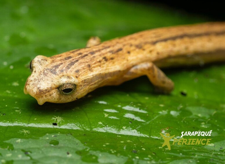 Picture 8 for Activity Sarapiquí: Rainforest Frog Conservation Tour 2
