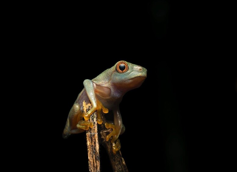Picture 1 for Activity Sarapiquí: Rainforest Frog Conservation Tour 3