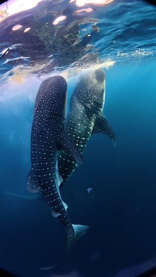 Sumbawa: 3-Day Private Tour with Whale Shark and Moyo Island 1