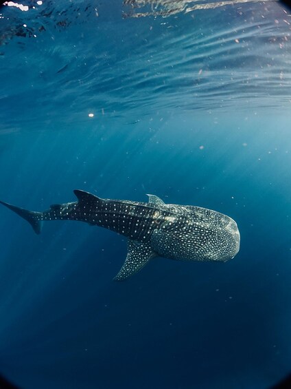 Picture 1 for Activity Sumbawa: 3-Day Private Tour with Whale Shark and Moyo Island 3