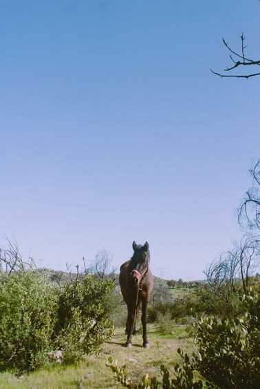 Ngawaro: Scenic Cattle Station Horse Trail Ride 1