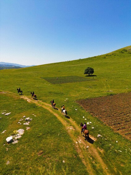 Picture 4 for Activity Ngawaro: Scenic Cattle Station Horse Trail Ride 4