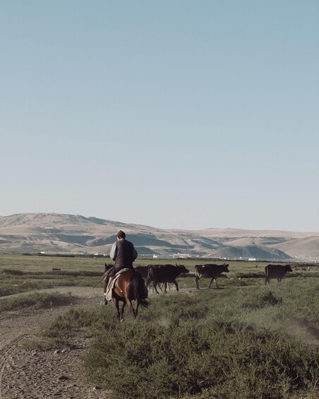 Picture 1 for Activity Ngawaro: Scenic Cattle Station Horse Trail Ride 2