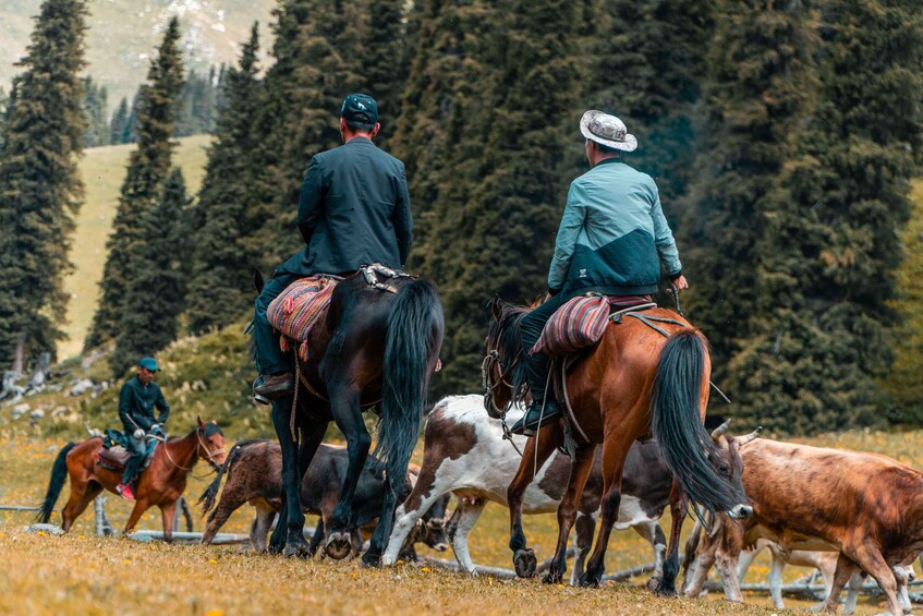 Picture 3 for Activity Ngawaro: Scenic Cattle Station Horse Trail Ride 3