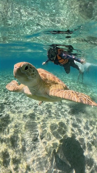 Picture 4 for Activity Lombok : Pink Beach and Gili Islands Private Snorkeling Tour 3