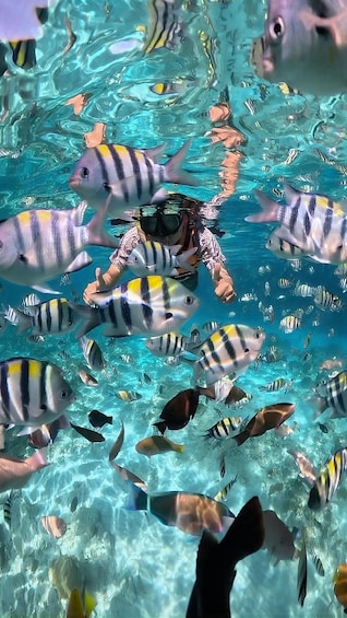 Picture 2 for Activity Lombok : Pink Beach and Gili Islands Private Snorkeling Tour 5