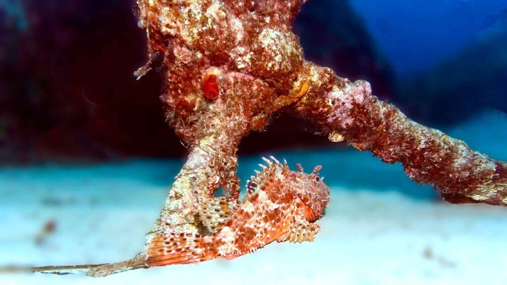 Picture 5 for Activity Syracuse: Wonderful guided scuba diving at Plemmirio with an instructor 5