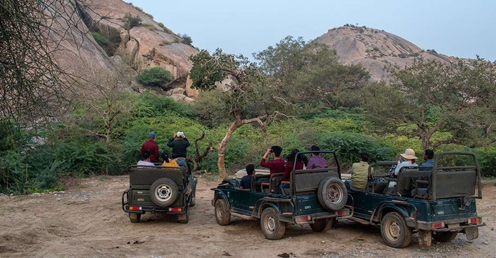 Picture 2 for Activity From Udaipur: 3-Day Jawai Leopard Safari & City Tour 5