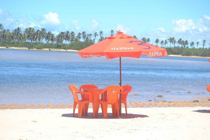 Picture 12 for Activity Salvador's North Coast: Beach Hopping Tour to Praia do Forte 4