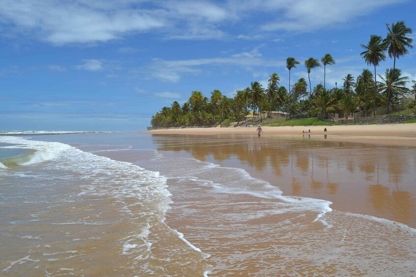 Picture 5 for Activity Salvador's North Coast: Beach Hopping Tour to Praia do Forte 3