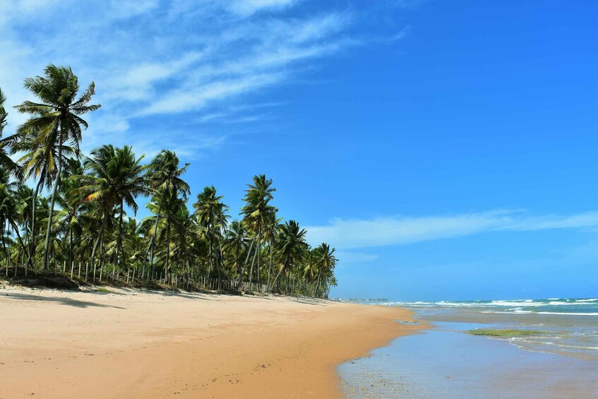 Salvador's North Coast: Beach Hopping Tour to Praia do Forte 1