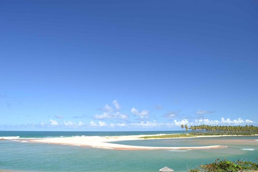 Picture 17 for Activity Salvador's North Coast: Beach Hopping Tour to Praia do Forte 5