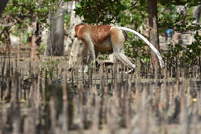 Picture 5 for Activity Sarawak: 8-Day Rainforest, Culture, and Wildlife Tour 5
