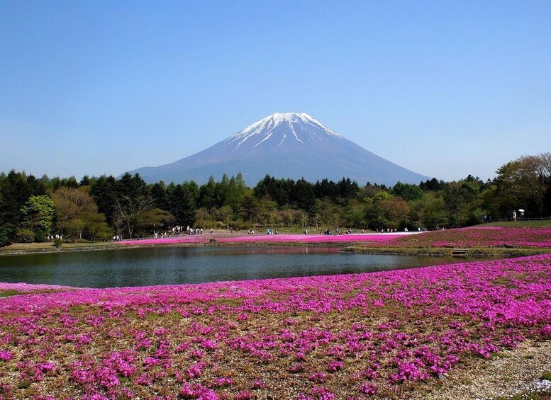 Picture 3 for Activity Lake Yamanaka & Kawaguchi: Sakura Goddess Meets Fuji 5