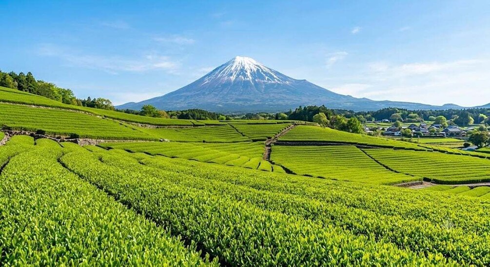 A lush green tea plantation with terraced fields and a mountain in the background. 2