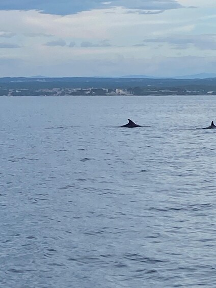 Picture 3 for Activity Sunset Dolphin Cruise from Poreč — Private Speedboat, Max 8 4