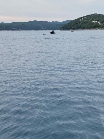 Sunset Dolphin Cruise from Poreč — Private Speedboat, Max 8 1