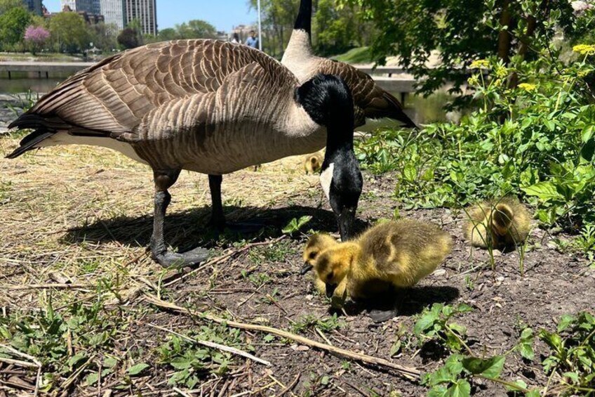 Prospect Park Beginner Birdwatching Tour 4
