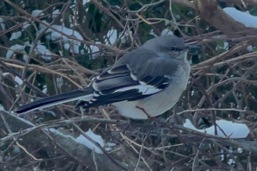 Prospect Park Beginner Birdwatching Tour 3