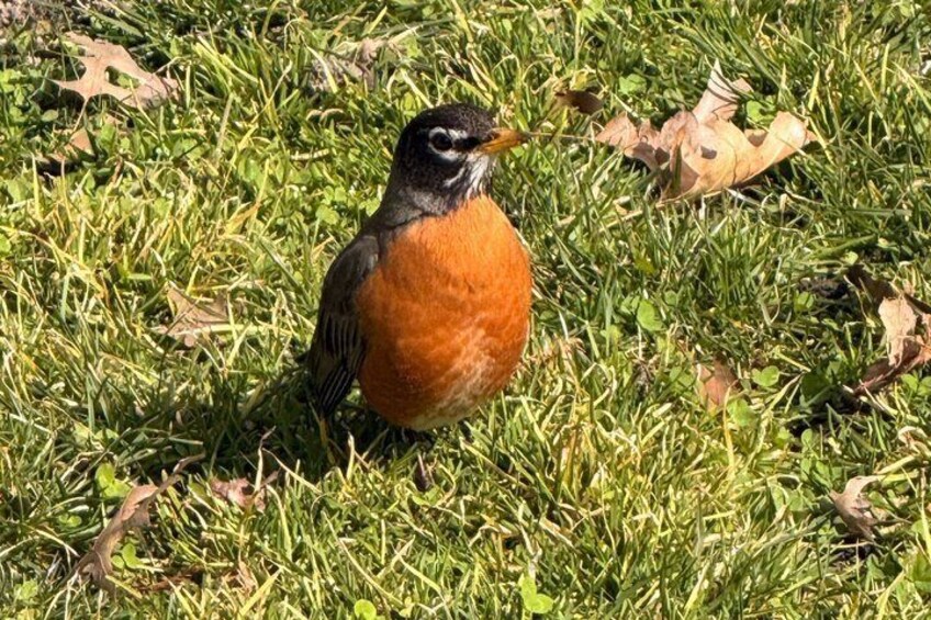 Prospect Park Beginner Birdwatching Tour 5