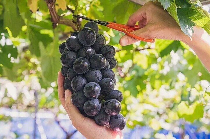 Private Wine Tasting Tour in Yamanashi Prefecture by Car 2