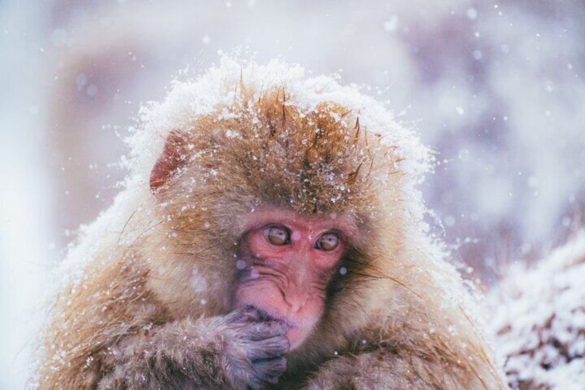 Jigokudani Snow Monkey Park Guided Tour by Private Vehicle 2