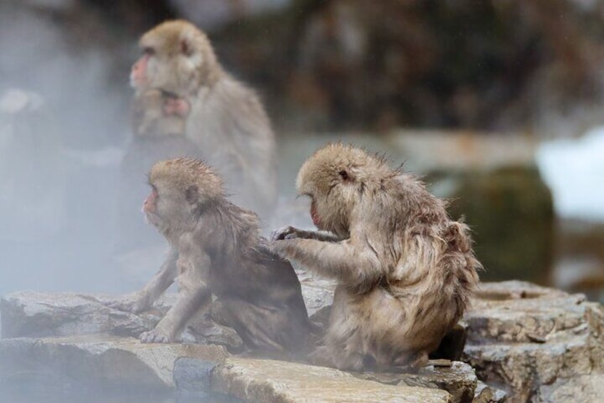 Jigokudani Snow Monkey Park Guided Tour by Private Vehicle 3