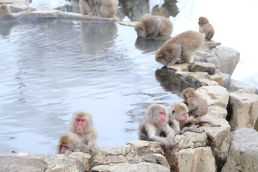Jigokudani Snow Monkey Park Guided Tour by Private Vehicle 5