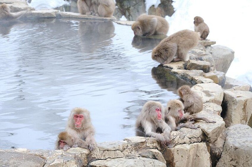 Monkeys sitting on rocks by a hot spring. 5