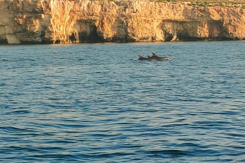 A dolphin swimming in the ocean near a rocky coastline. 3