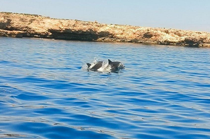A dolphin swimming in clear blue water near a rocky shoreline. 1