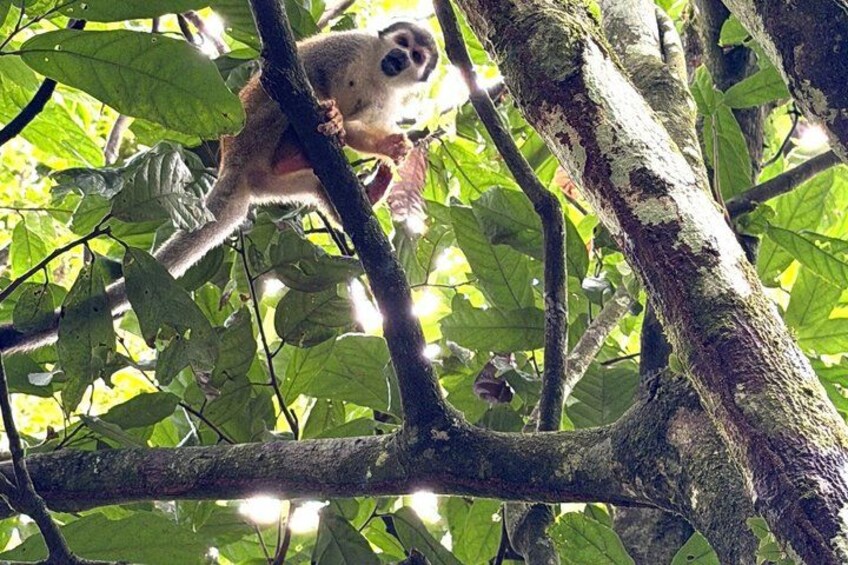 A lemur on a tree branch in a forest. 3