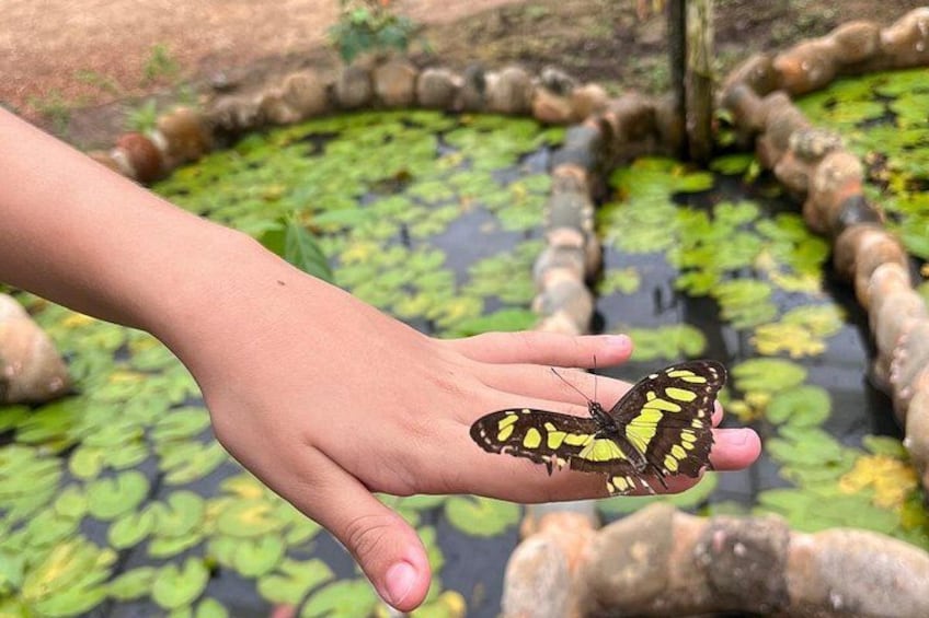 A hand holding a butterfly near a pond with lily pads. 1
