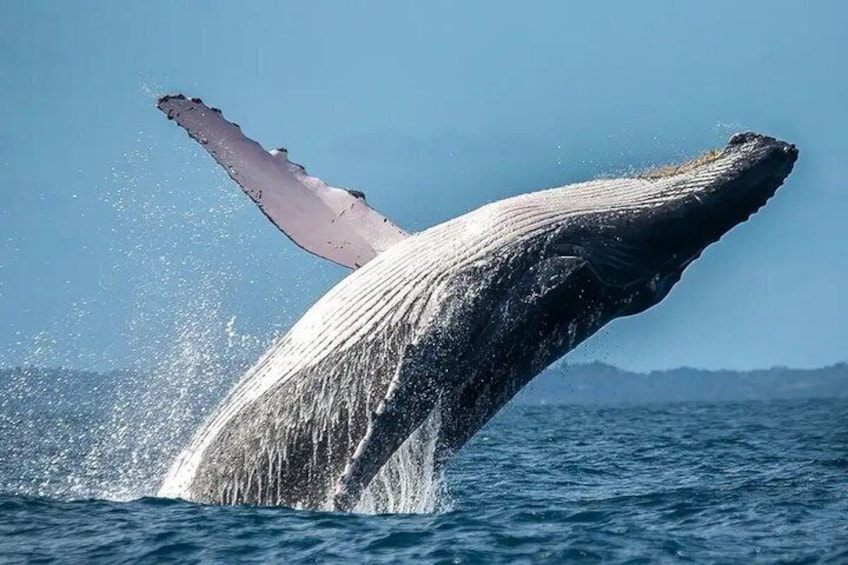 Whale Watching Experience in San Juan del Sur 1